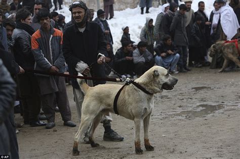 afghan fighting dog.